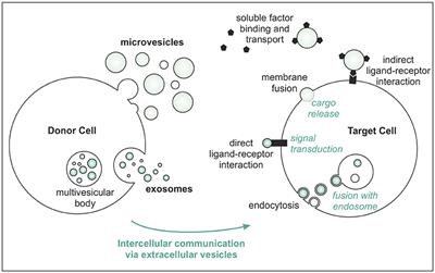 Extracellular Vesicles in Joint Disease and Therapy